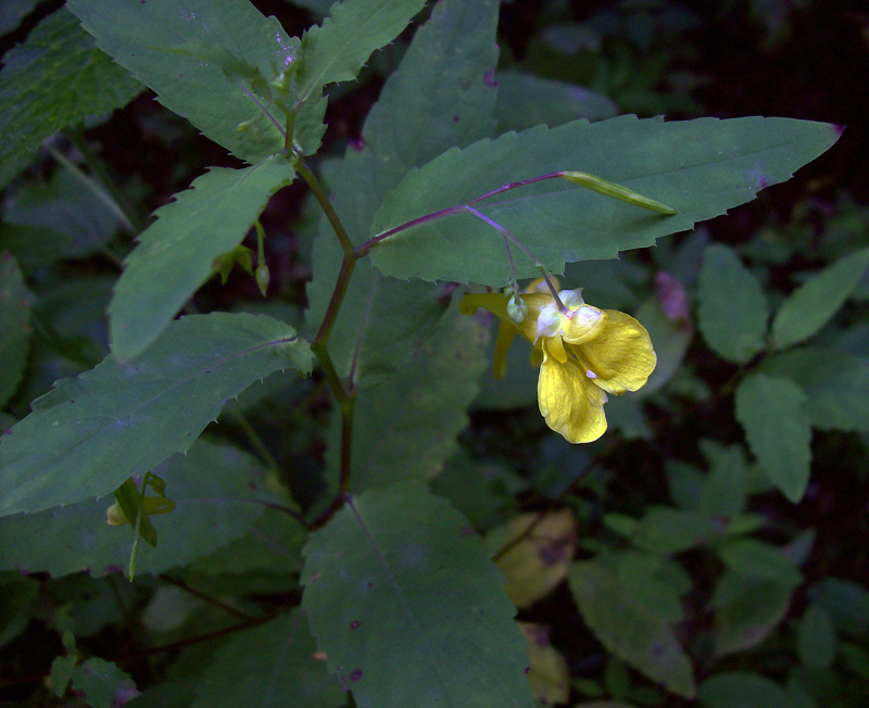 Image of Impatiens noli-tangere specimen.