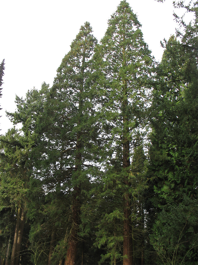 Изображение особи Sequoiadendron giganteum.