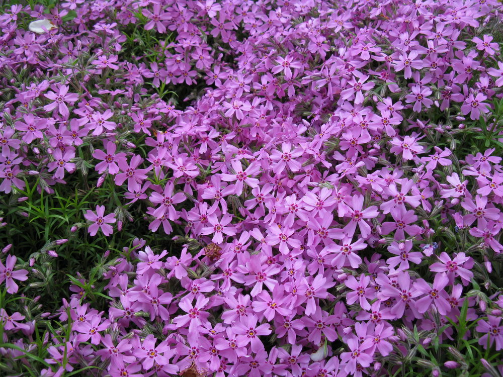 Image of Phlox subulata specimen.