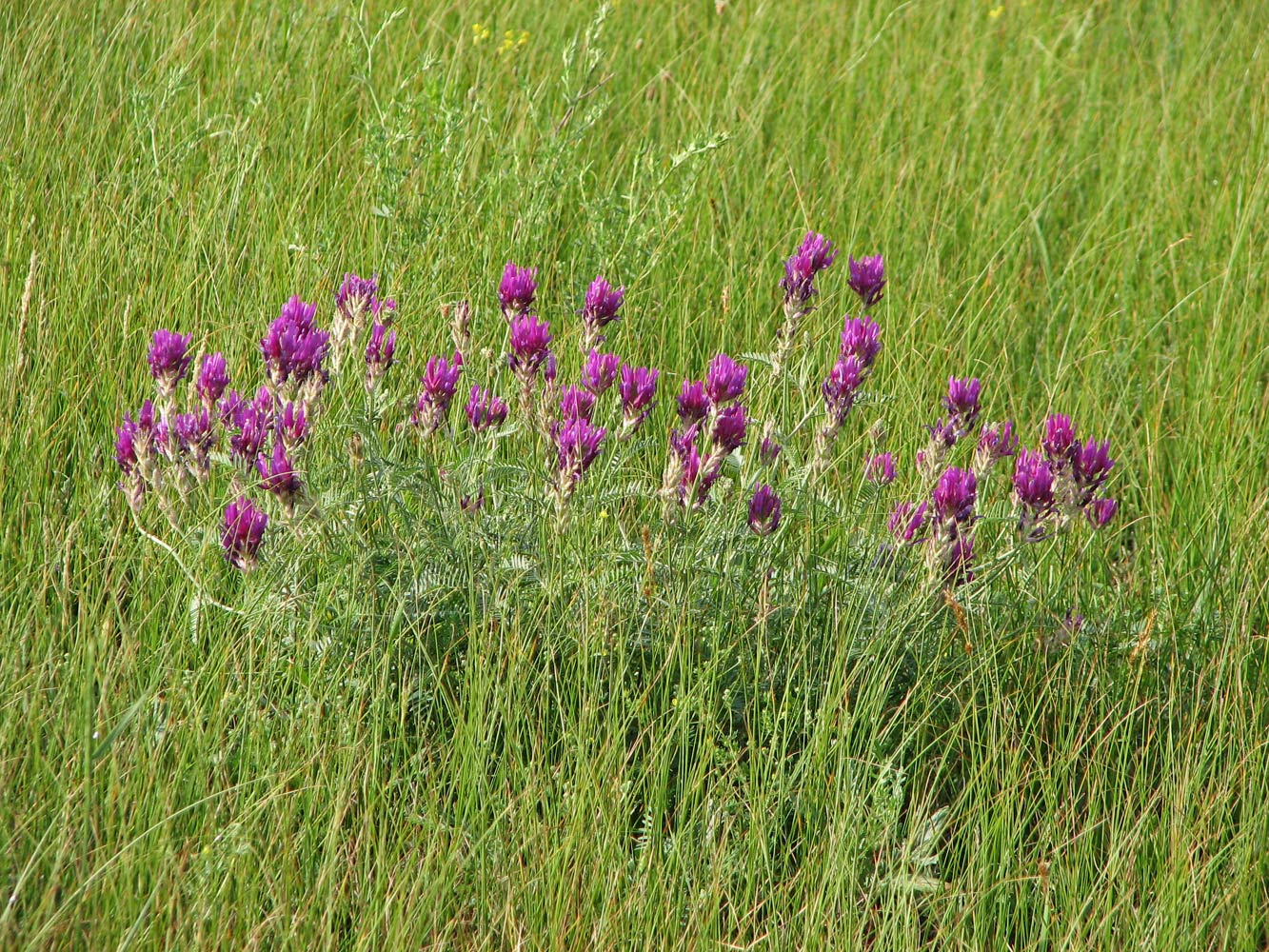 Image of Astragalus borysthenicus specimen.