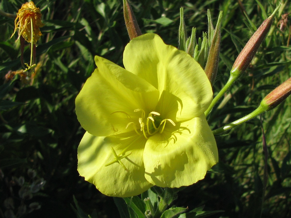 Image of Oenothera glazioviana specimen.