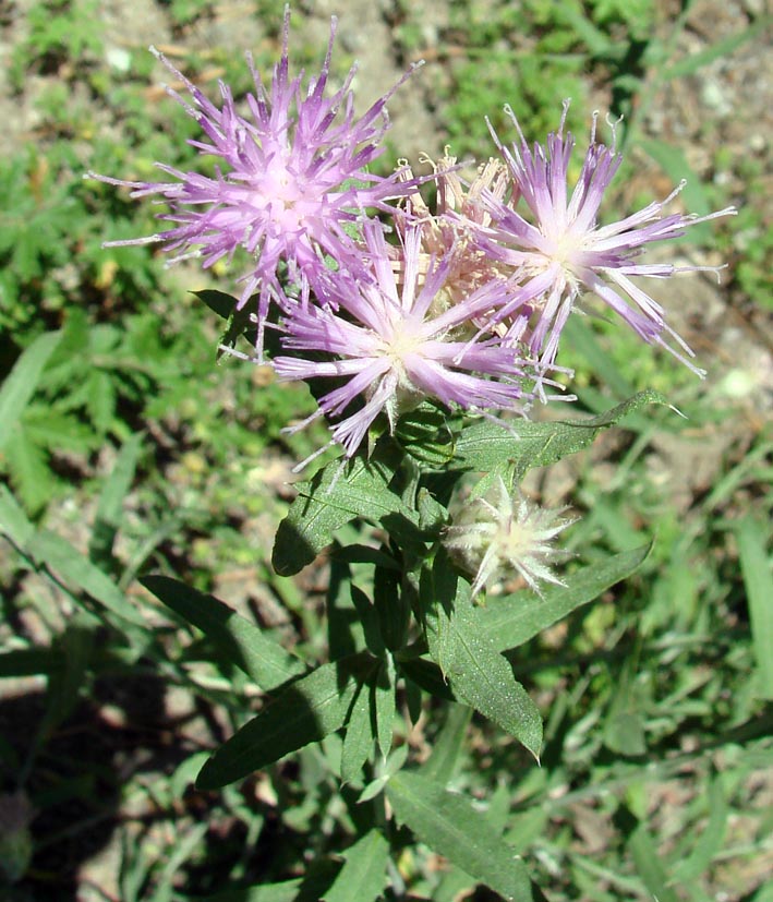 Image of Acroptilon repens specimen.