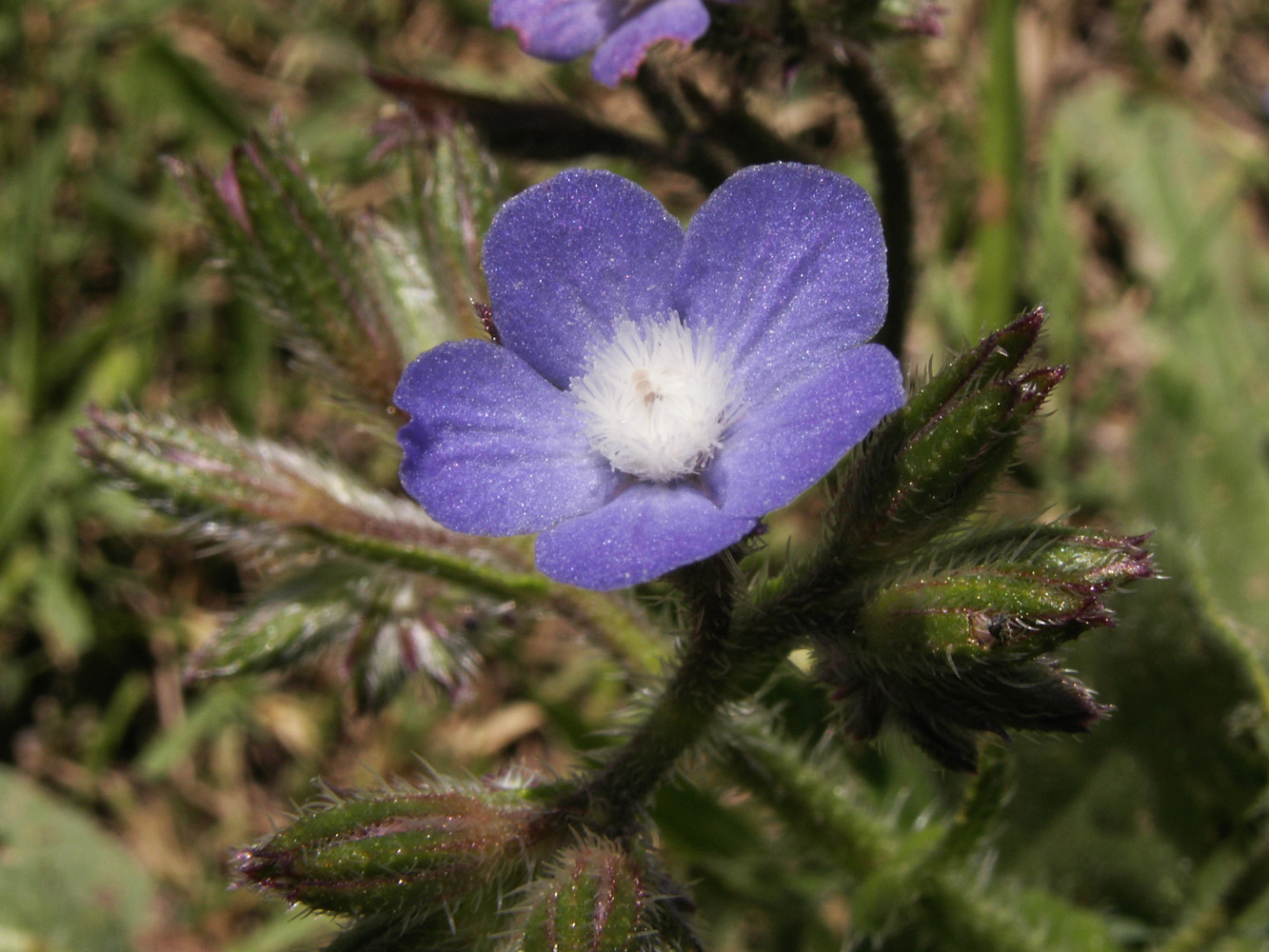 Изображение особи Anchusa azurea.