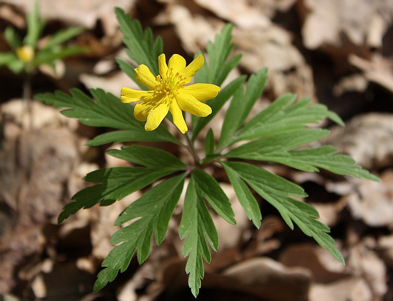 Image of Anemone ranunculoides specimen.