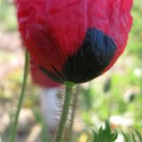 Papaver umbonatum. Стебель и нижняя часть цветка. Израиль, г. Беэр-Шева, рудеральное местообитание. 07.03.2013.