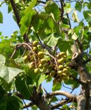 Paulownia tomentosa. Незрелые соплодия. Хорватия, Истрия, г. Ровинь, набережная. 06.09.2012.