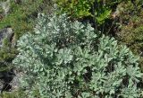Artemisia lagocephala. Цветущие растения. Приморье, Сихотэ-Алинь, гора Абрек. 16.08.2012.