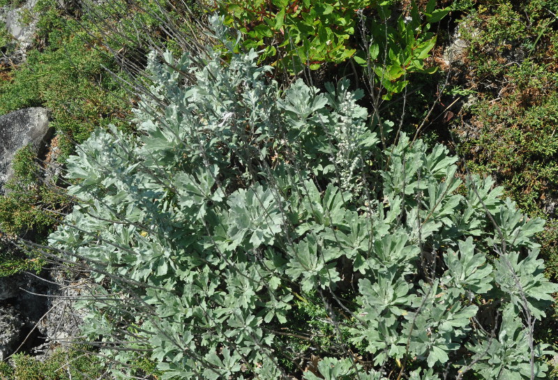 Изображение особи Artemisia lagocephala.