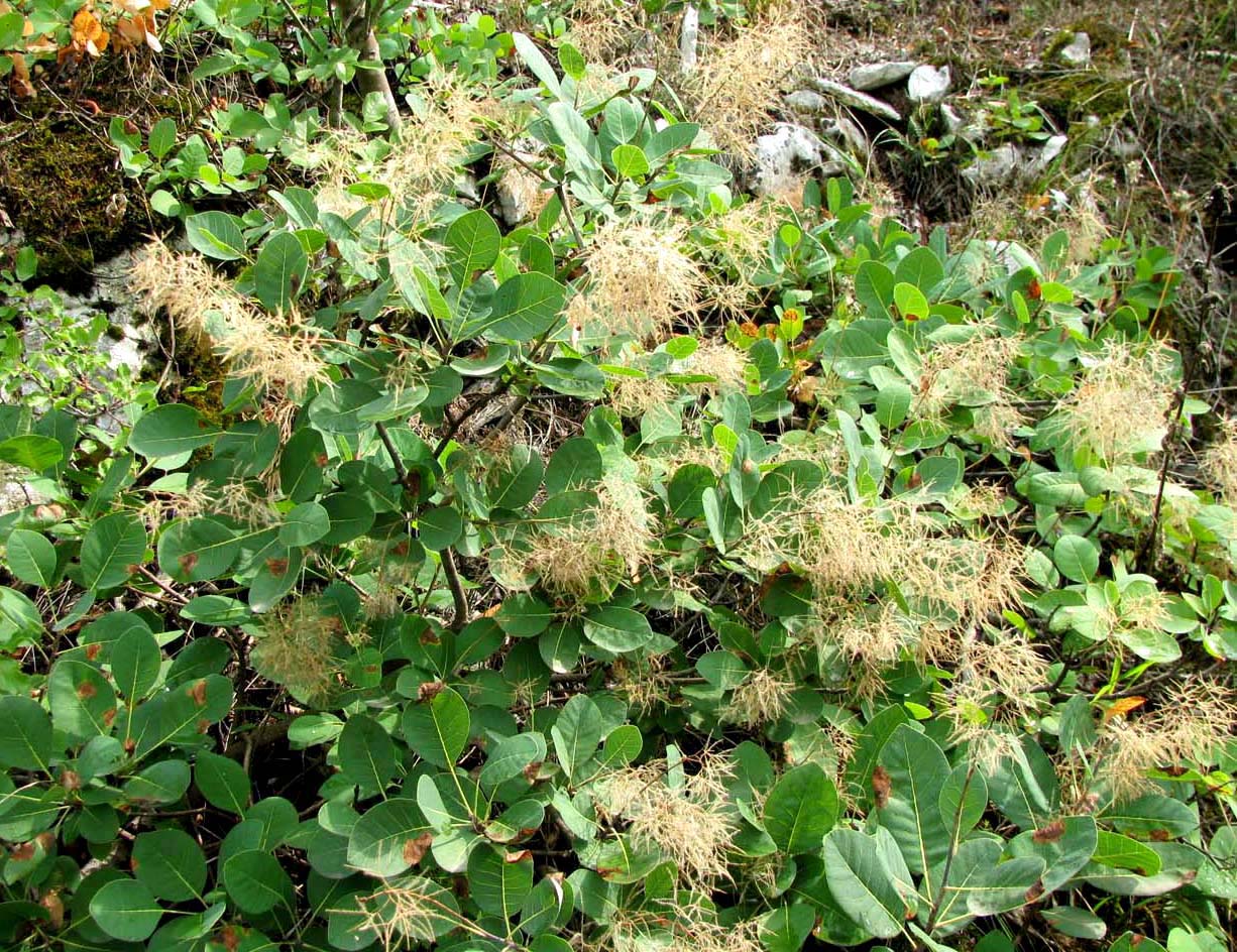 Изображение особи Cotinus coggygria.