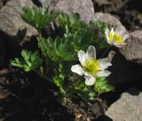 Trollius komarovii. Цветущее растение. Москва, в культуре из субальпийского пояса Угамского хребта. 08.05.2013.