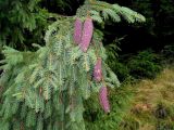 Picea abies