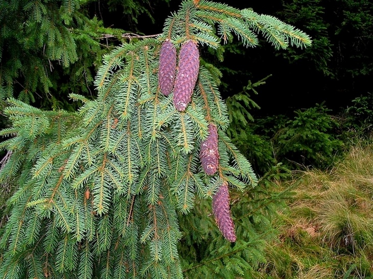 Изображение особи Picea abies.