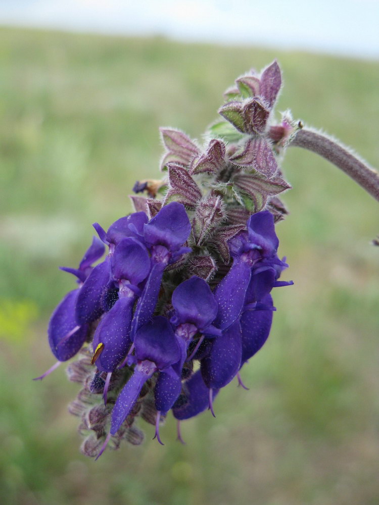 Изображение особи Salvia nutans.