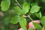 Cornus mas