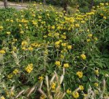 Phlomis fruticosa