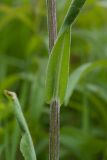 Tephroseris integrifolia. Средняя часть стебля с основанием листа. Ленинградская обл., Гатчинский р-н, окр. пос. Пудость, луг в старом травертиновом карьере. 08.06.2013.