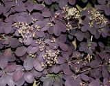 Cotinus coggygria