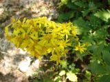 Solidago подвид taurica