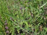 Centaurea pseudocoriacea