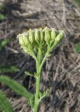 род Achillea. Верхушка цветущего растения. Крым, Карадагский заповедник, степная терраса. 8 июля 2013 г.