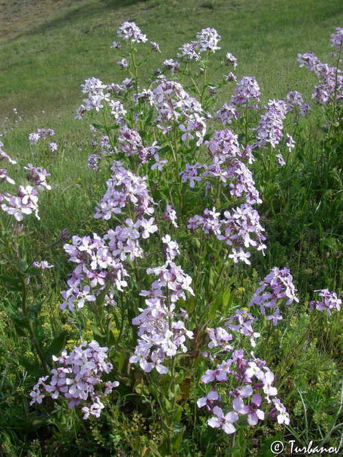 Image of Hesperis steveniana specimen.