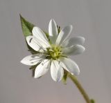 Myosoton aquaticum