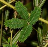 Mimosa pudica
