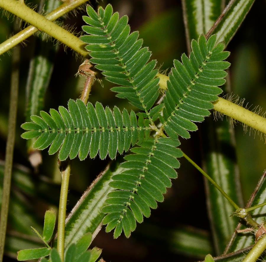 Image of Mimosa pudica specimen.