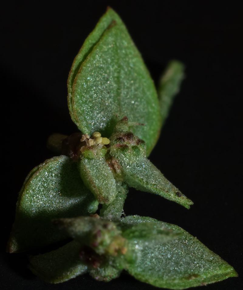 Изображение особи Atriplex sagittata.