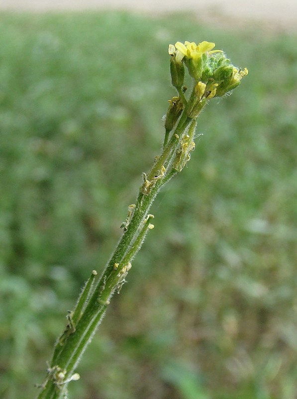 Image of Sisymbrium officinale specimen.