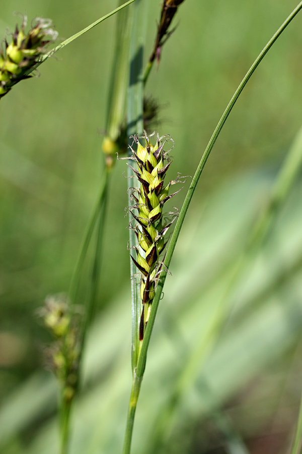 Image of Carex melanostachya specimen.