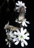 Image of taxon representative. Author is Елена Баяндина