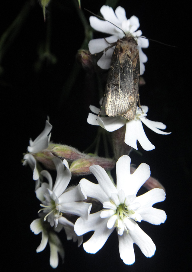 Image of Silene amoena specimen.