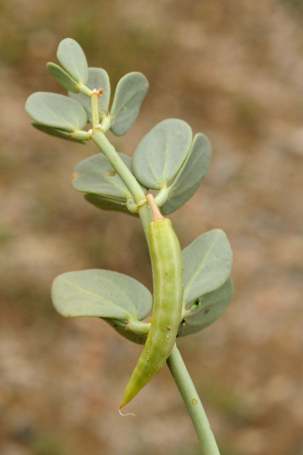 Image of Zygophyllum rosowii specimen.