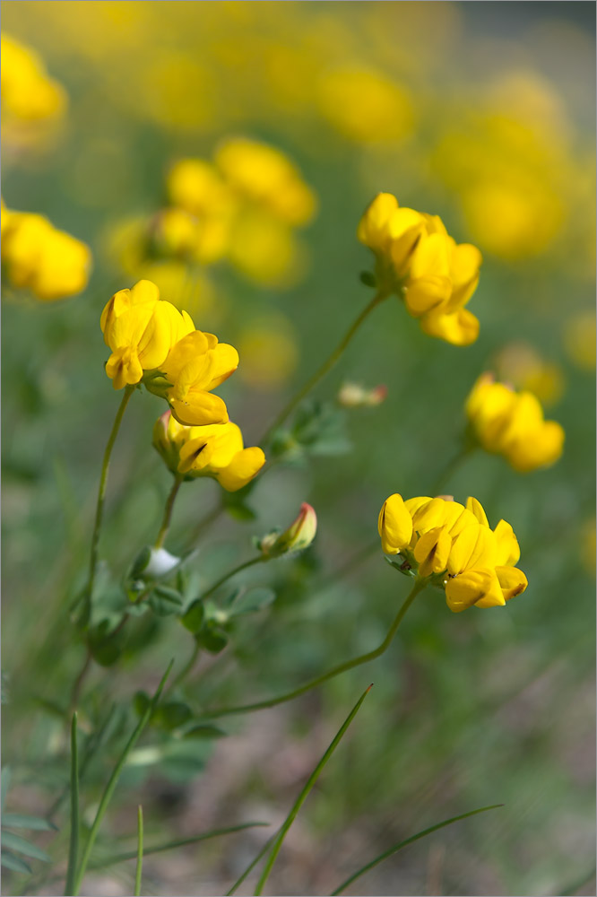 Изображение особи Lotus corniculatus.