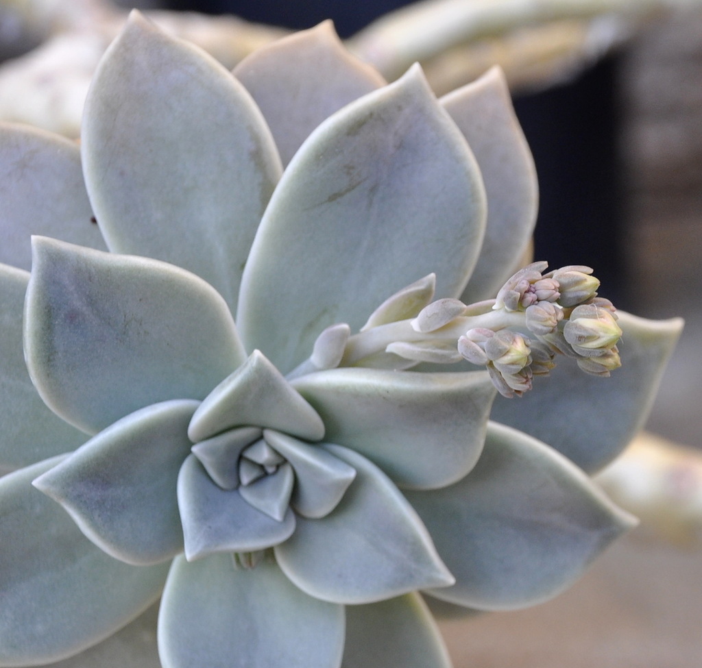 Изображение особи Graptopetalum paraguayense.