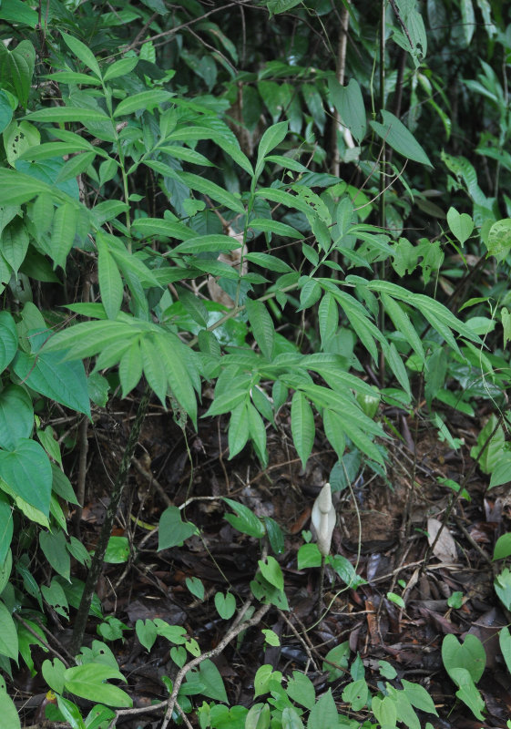 Изображение особи Amorphophallus excentricus.