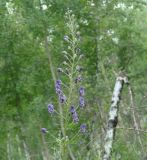 Aconitum baicalense. Соцветие. Иркутская обл., окр. Иркутского вдхр., лес. 15.08.2010.