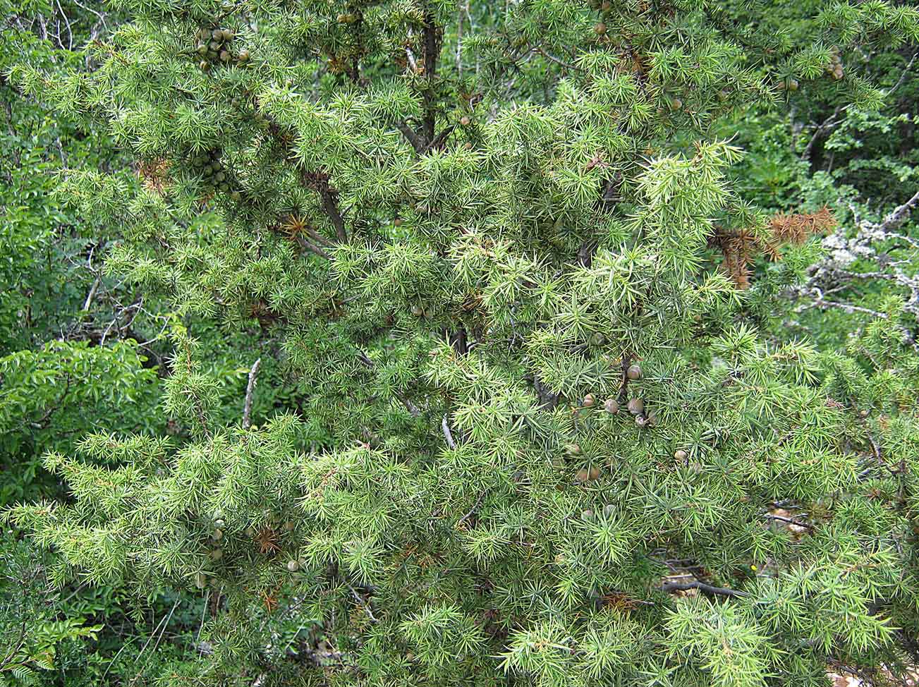 Image of Juniperus deltoides specimen.