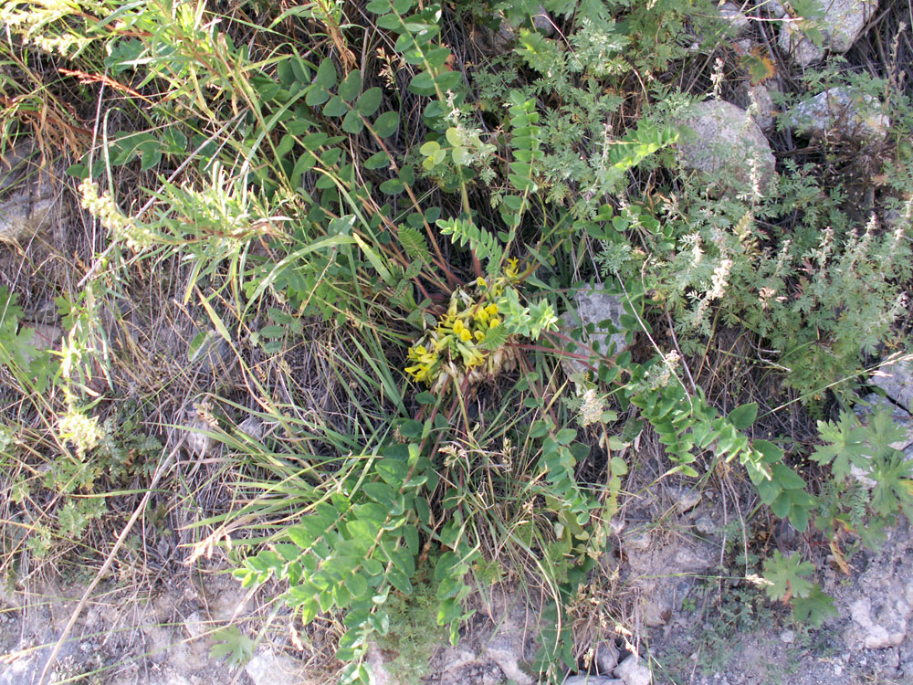 Изображение особи Astragalus merkensis.