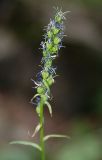 Asyneuma campanuloides