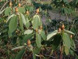 Rhododendron campylocarpum. Побеги с цветочными почками. Германия, г. Дюссельдорф, Ботанический сад университета. 02.03.2014.