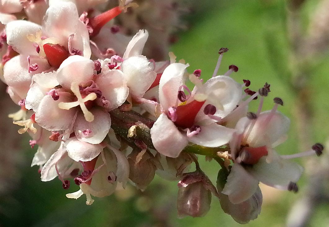 Image of Tamarix hampeana specimen.