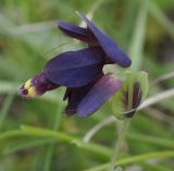 Cerinthe retorta