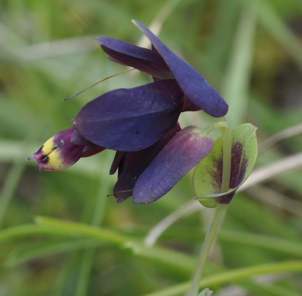 Image of Cerinthe retorta specimen.