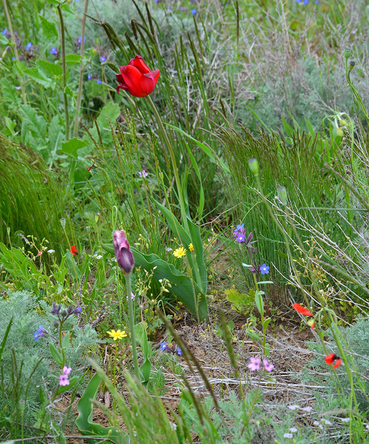 Image of Tulipa suaveolens specimen.