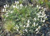 Astragalus macroceras. Цветущее растение. Казахстан, Восточно-Казахстанская обл., Западный Алтай, скл. Ульбинского хребта, окр. с. Ушановское. 05.05.2014.