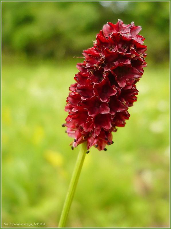 Изображение особи Sanguisorba officinalis.