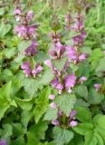 Lamium maculatum. Цветущие растения. Ярославская область, пос. Красные Ткачи. 10 мая 2014 г.