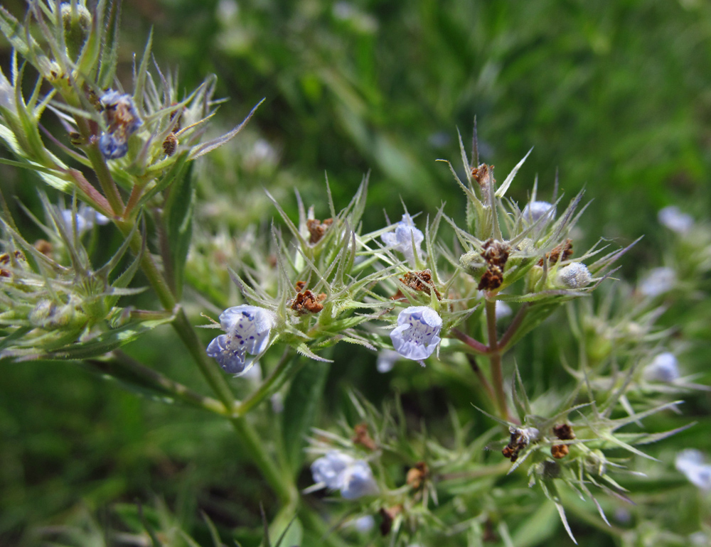 Image of Nepeta parviflora specimen.